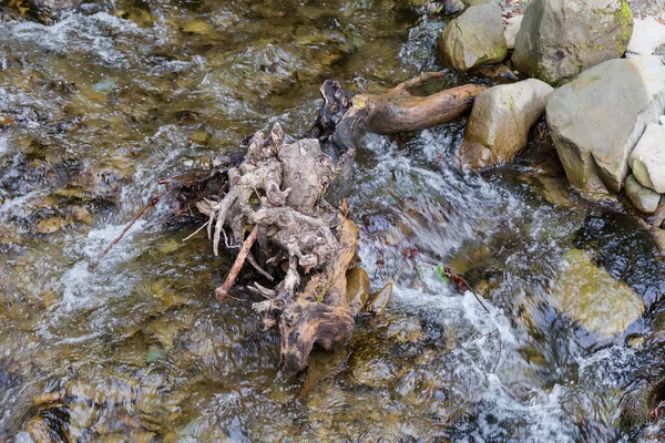 Partly Rotten Freshwater Snag Part Old Tree Trunk Roots Mountain — Stock Photo, Image