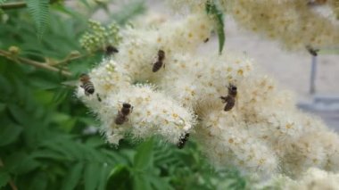 Bulutlu sabahlarda böceklerle dolu sahte spiraea 'nın infloresansı.