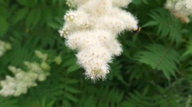 Bulutlu yaz sabahında serpiştirilmiş sahte spiraea