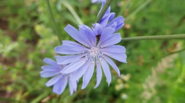 Bulutlu bir çayır üzerinde hindiba çiçekleri