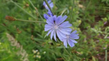 Bulutlu bir çayır üzerinde hindiba çiçekleri