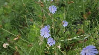 Hindiba çiçekleri ve tomurcukları bulutlu çayırlarda yetişir.