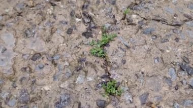 Yağmurlu havada eski ıslak beton yama