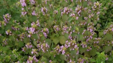 Çiçek açan kırmızı ısırgan otlarının çalıları.