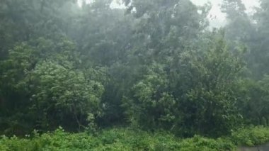 Yazın kasırga sırasında parkta ağaçlar ve çalılar