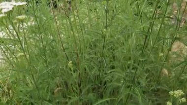 Bulutlu havalarda çiçek açan kirişlerin çalısı.