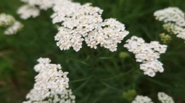 Yarrow 'un bulutlu havadaki enfloresanları, en üstteki yakın çekim