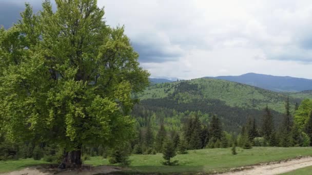喀尔巴阡山脉山地草地上的老山毛榉 — 图库视频影像