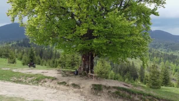 カルパチア山脈の山の牧草地で古いブナ 空中ビュー — ストック動画