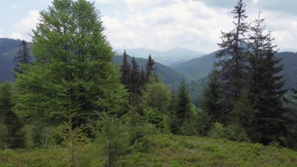 Crinali Montuosi Ricoperti Foreste Nelle Montagne Dei Carpazi Vista Aerea — Video Stock