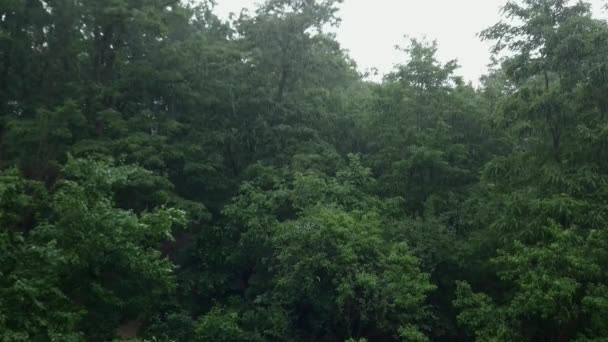 Drzewa Krzewy Parku Podczas Letniego Deszczu — Wideo stockowe