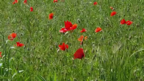 日当たりの良い春の日に野生の花のケシとフィールド — ストック動画