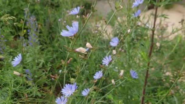 阴云密布的草甸上有花和芽的菊科植物 — 图库视频影像