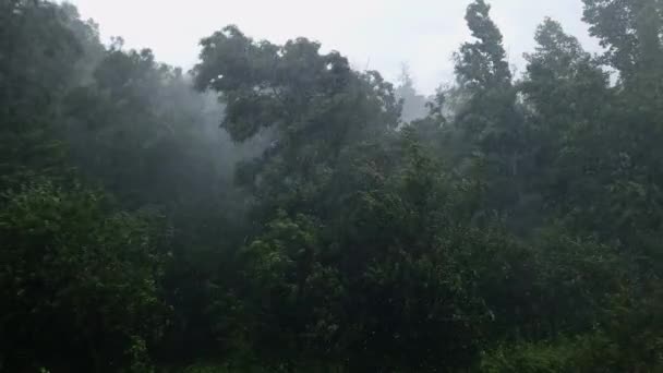 Árboles Arbustos Parque Durante Una Tormenta Verano — Vídeos de Stock