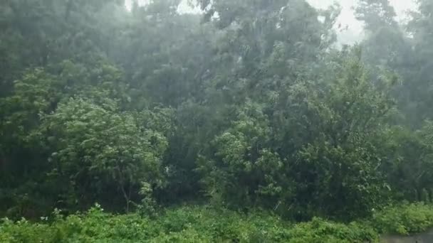 Árboles Arbustos Parque Durante Una Tormenta Verano — Vídeos de Stock