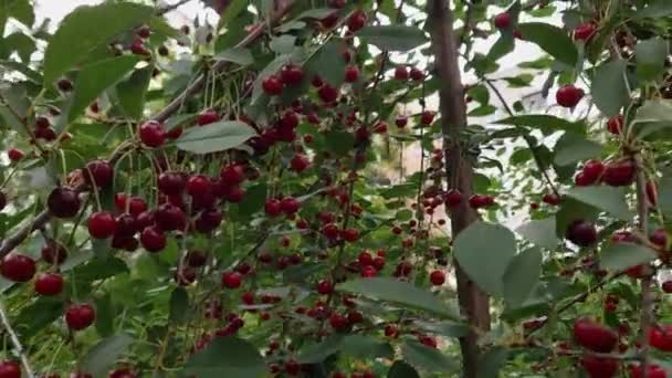 Bulutlu Bir Günde Olgun Meyvelerle Ekşi Kiraz Ağacı — Stok video