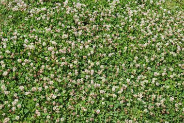 Çayırın bir parçası çiçek açan trifolium pişmanlıklarıyla kaplanmış. Güneşli havalarda beyaz yonca olarak da bilinir. Üst manzara, arka plan.