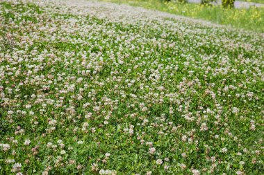 Çiçek açan trifolium pişmanlıklarıyla kaplanmış bir çayır parçası. Ayrıca güneşli havalarda beyaz yonca olarak da bilinir.