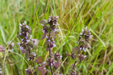 Tomurcuklanan Lamium purpureum kökleri, aynı zamanda kırmızı ölü ısırgan otu olarak da bilinir, bulutlu bir günde uzun otların arasında bir çayırda, seçici odak noktasında yakın çekim
