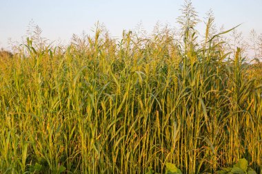 Yazın günbatımında tarlada olgunlaşmamış kulakları olan Sudan otları.