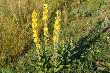 Vahşi Verbascum, güneşli bir sabahta tarlada yetişen mullein olarak da bilinir.
