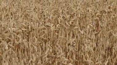 Olgun buğday tarlasında güneşli bir günde rüzgar esiyor.