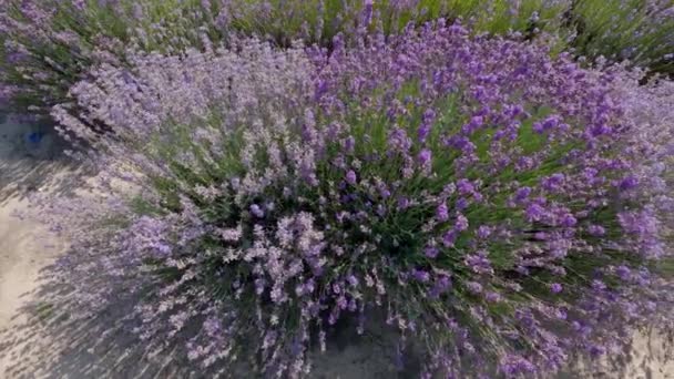 Bush Van Bloeiende Lavendel Zonnige Winderige Dag Bovenaanzicht — Stockvideo