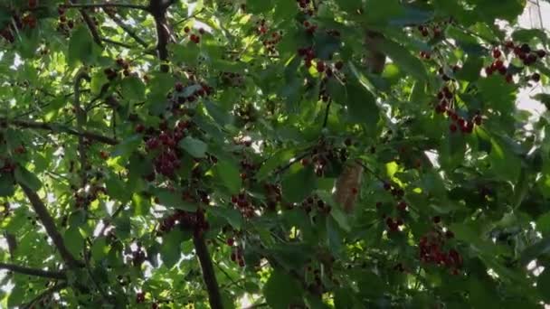 晴れた日の熟した果実と甘い桜の枝 — ストック動画