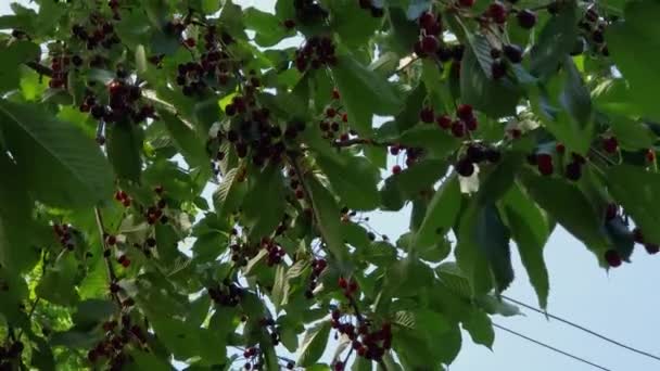 Sweet Cherry Branches Ripe Berries Sunny Day — Stock Video