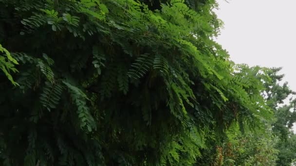 Ramas Algarrobo Con Hojas Verdes Día Nublado — Vídeos de Stock