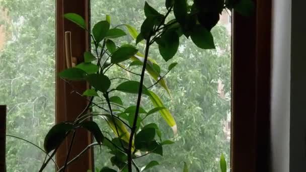 Citrusfrukter Som Växer Inomhus Andra Växter Mot Ett Fönster — Stockvideo