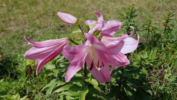 Flowers Pink Lily Sunny Windy Summer Day — Stock Video