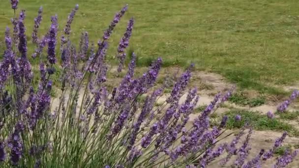 多风的阴天里盛开的薰衣草茎 — 图库视频影像