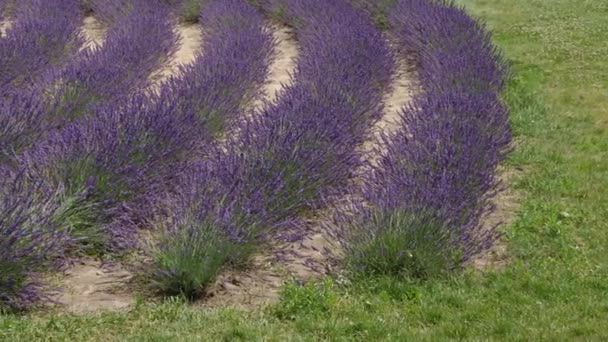 Rows Blooming Lavender Field Sunny Windy Day — Stock Video