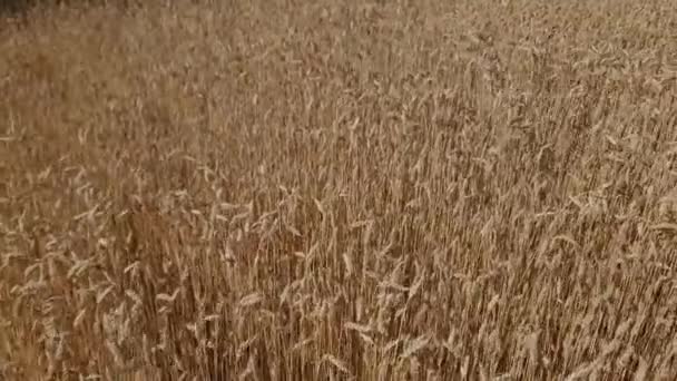 Ladang Gandum Matang Hari Yang Cerah Dengan Hembusan Angin — Stok Video