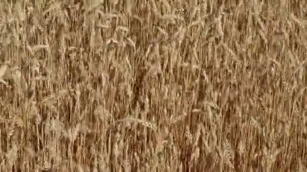 風の打撃で晴れた日のフィールドで小麦を拭く — ストック動画