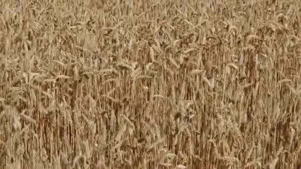 風が吹く晴れた日の熟した小麦のフィールド — ストック動画