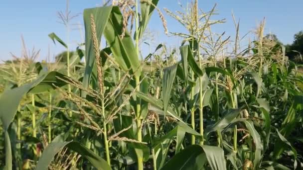 Stengels Van Bloeiende Maïs Het Veld Bij Zonnig Weer — Stockvideo