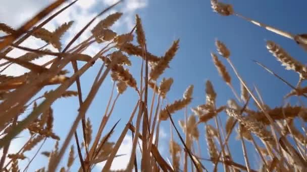 Спелые Пшеницы Против Неба Солнечный День Вид Снизу Вверх — стоковое видео