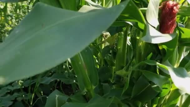 Stonky Kvetoucí Kukuřice Poli Slunečného Větrného Dne — Stock video