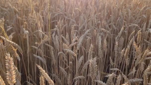 Протирати Пшеницю Полі Під Час Заходу Сонця Рухаючись Назад — стокове відео