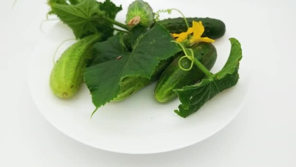 新鲜收获的黄瓜 花在白盘上 — 图库视频影像