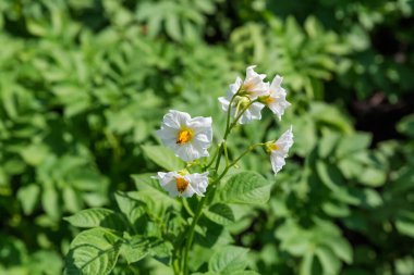 Güneşli bir günde, bir tarlada çiçek açan patateslerin gövdesindeki beyaz çiçekler. Patates yapraklarının bulanık arka planında yakın plan.