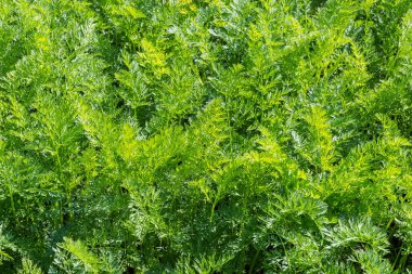 Güneşli bir günde havuç tepeleri yakın plan, arka plan