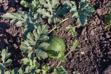 Yapraklar, filizler ve genç ince çizgili yeşil meyveli karpuzun sürünen sapı, güneşli bir sabahta toprağın arka planında üst görünüm.