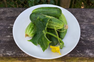 Eski ahşap yüzeyde, yapraklı, dallı ve çiçekli taze toplanmış yeşil salatalıklar.