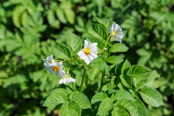 Weiße Blüten Auf Den Stängeln Der Blühenden Kartoffeln Auf Einem — Stockfoto