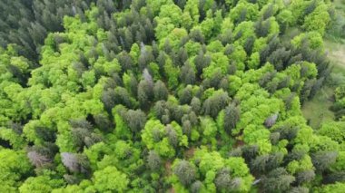 Karpatya Dağları 'nda yamaçtaki kayın ve kayın ağaçları, hava manzarası
