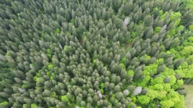 Karpatya Dağları 'nda yamaçtaki kayın ve kayın ağaçları, hava manzarası