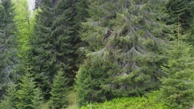 Karpatya Dağları 'nda yamaçta yüksek çayırlıklar, hava manzarası